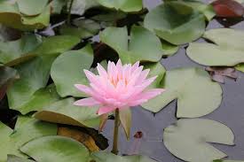 Chinese water lily(Nelumbo nucifera Gaertn.)